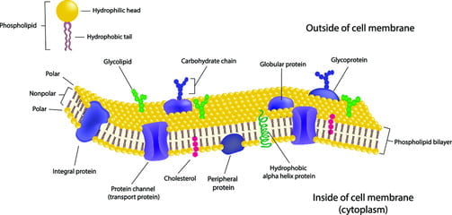 types of lipid structure
